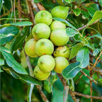 Macadamia Nut Tree (2-Gallon) - Macadamia integrifolia