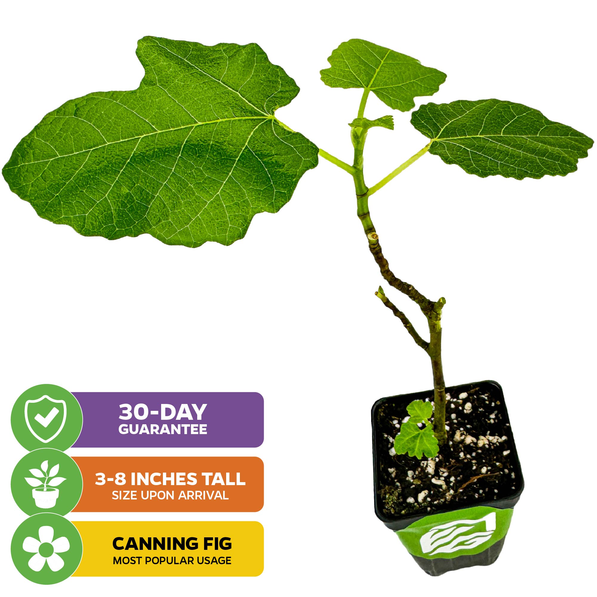 The Wellspring Gardens Magnolia Fig (Ficus carica) is a young, self-pollinating plant with large green leaves in a small black pot. Arrives 3-8" tall, includes a 30-day guarantee; most popular use: canning figs.