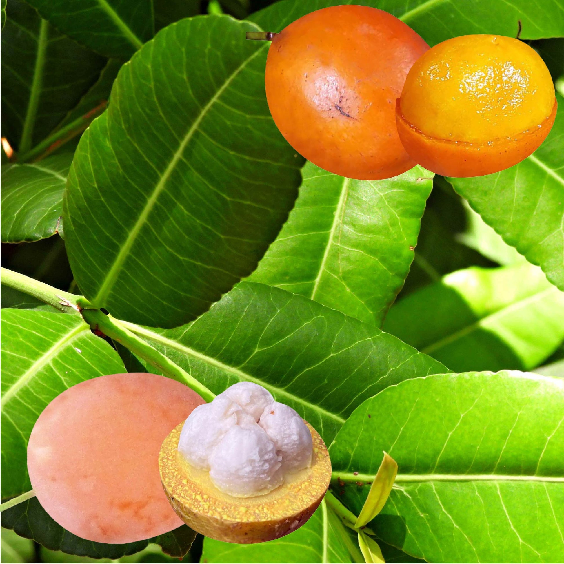 African Imbe Mangosteen - Garcinia livingstonei (1-gallon pot)