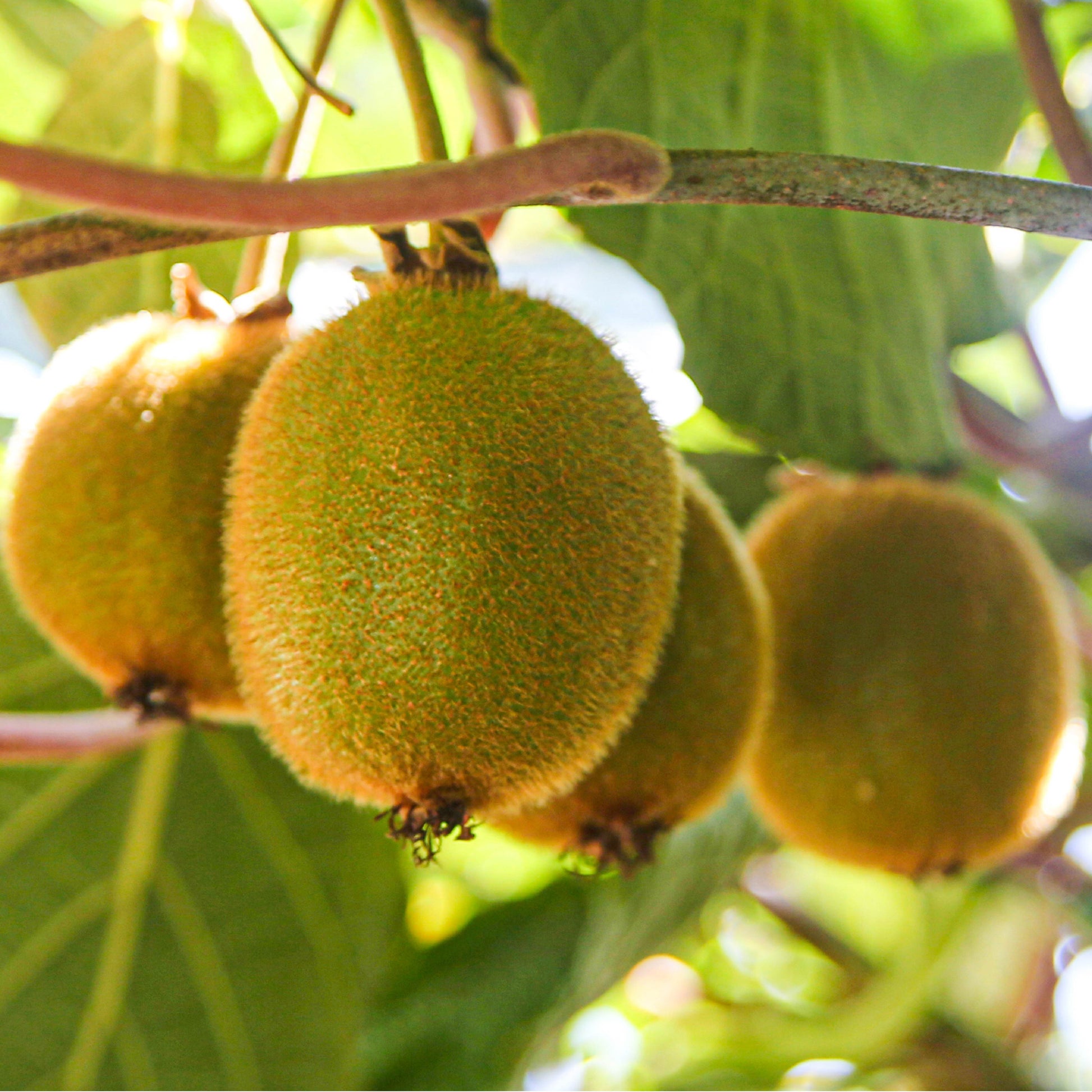 Vincent Female Kiwi Vine (4-gallon) - Actinidia chinensis