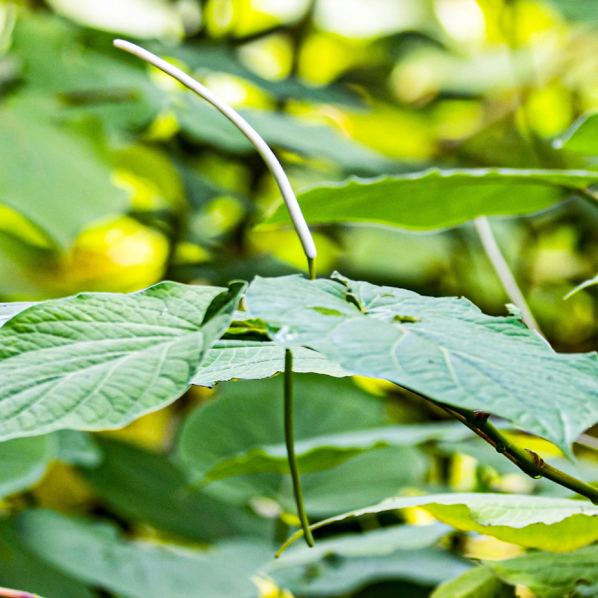 Mexican Pepperleaf + 2 Transplant Shock Tablets (Hoja Santa Root Beer Leaf Plant) - Piper auritum (Premium Size)