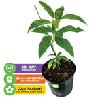 Winter Mexican Avocado - Persea americana