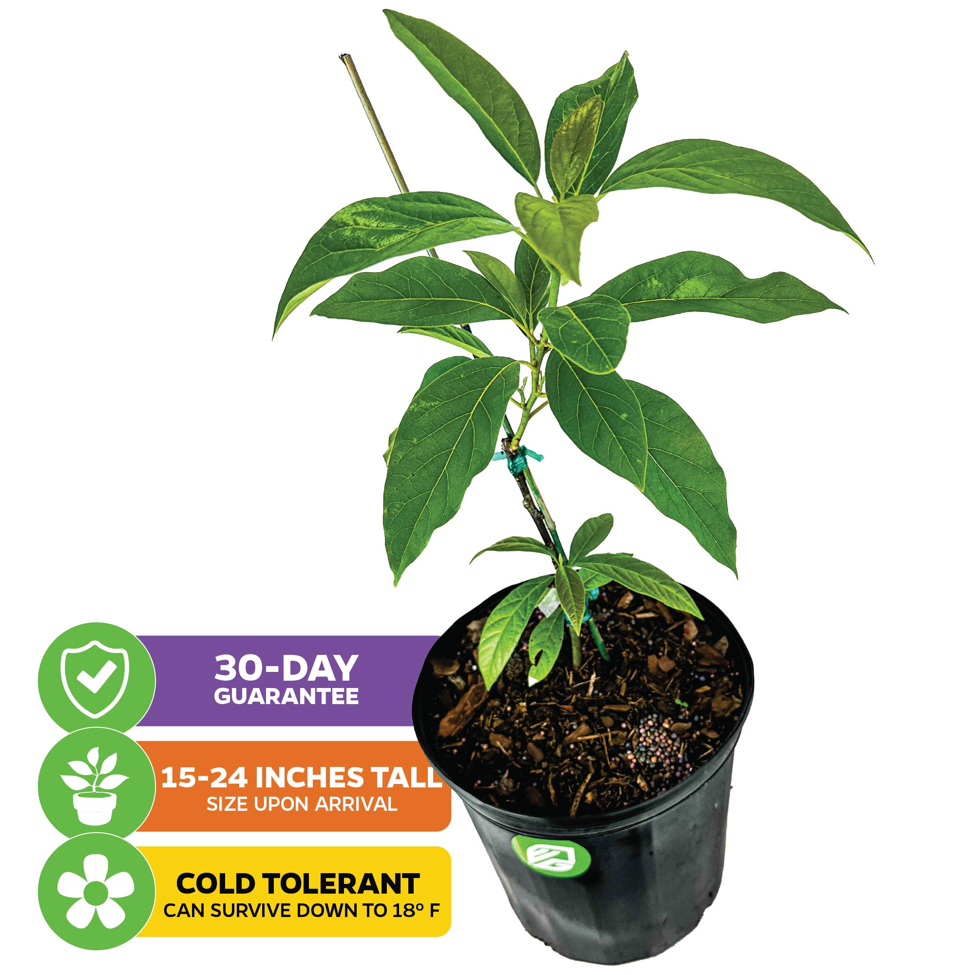 Winter Mexican Avocado - Persea americana