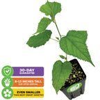The Mojo Berry PP Mulberry (Morus rotundiloba) by Wellspring Gardens is a compact green plant with broad leaves in a black pot. Arrives 8-15 inches tall, smaller than most dwarf types, and includes a 30-day guarantee.