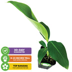 A Dwarf Namwa Banana (Thai Pisang Awak) plant from Wellspring Gardens with broad green leaves in a black pot. Features: 30-day guarantee, arrival height 8–15 inches, and “top banana” for flavor and texture.