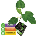 A small Olympian Fig (Ficus carica) by Wellspring Gardens with green leaves is shown. Labels read: 30-day guarantee, 3-8 inches tall on arrival, self-pollinating, discovered in Olympian, Washington.