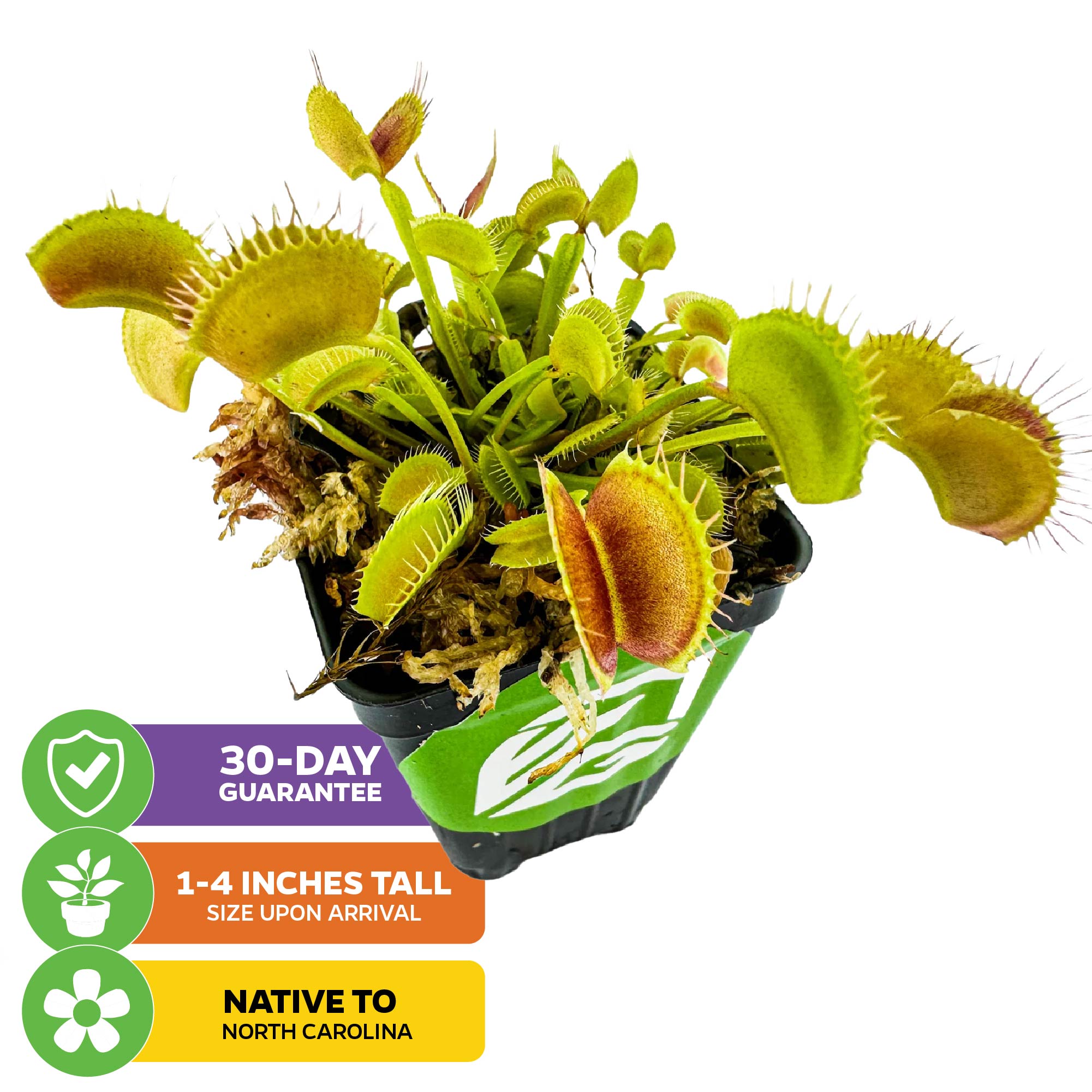 The Wellspring Gardens Venus Fly Trap (Original) Carnivorous Plant – Dionaea muscipula comes in a small black pot, arrives 1-4 inches tall, has a 30-day guarantee, is native to North Carolina—ideal for bog garden fans!.