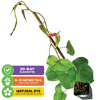 Ube 'Purple Yam' Plant - Dioscorea alata (1-quart pot, Premium)