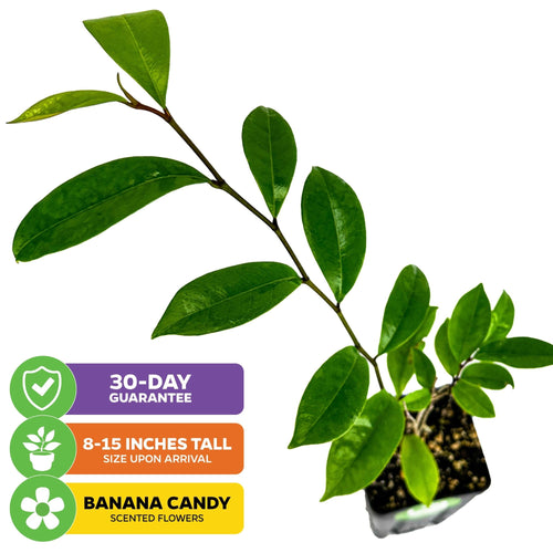 Banana Shrub - Magnolia figo