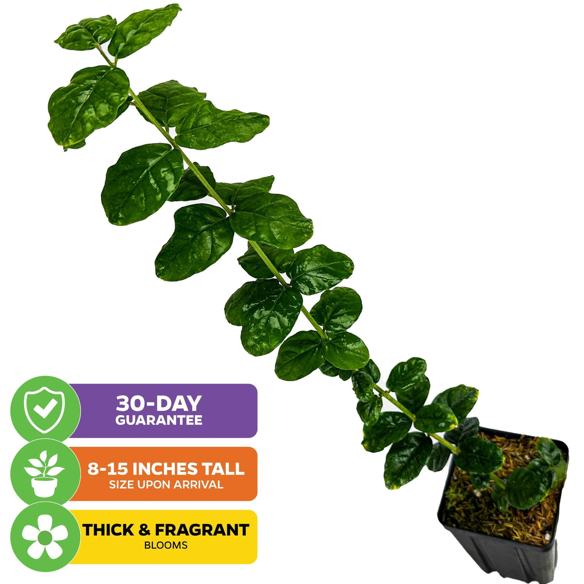Grand Duke of Tuscany (Arabian Jasmine) - Jasminum sambac