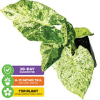 Variegated Elephant Ear - Alocasia