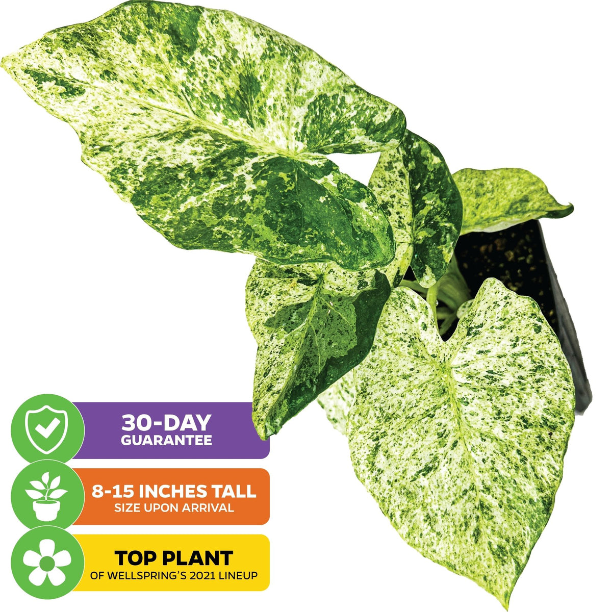 Variegated Elephant Ear - Alocasia