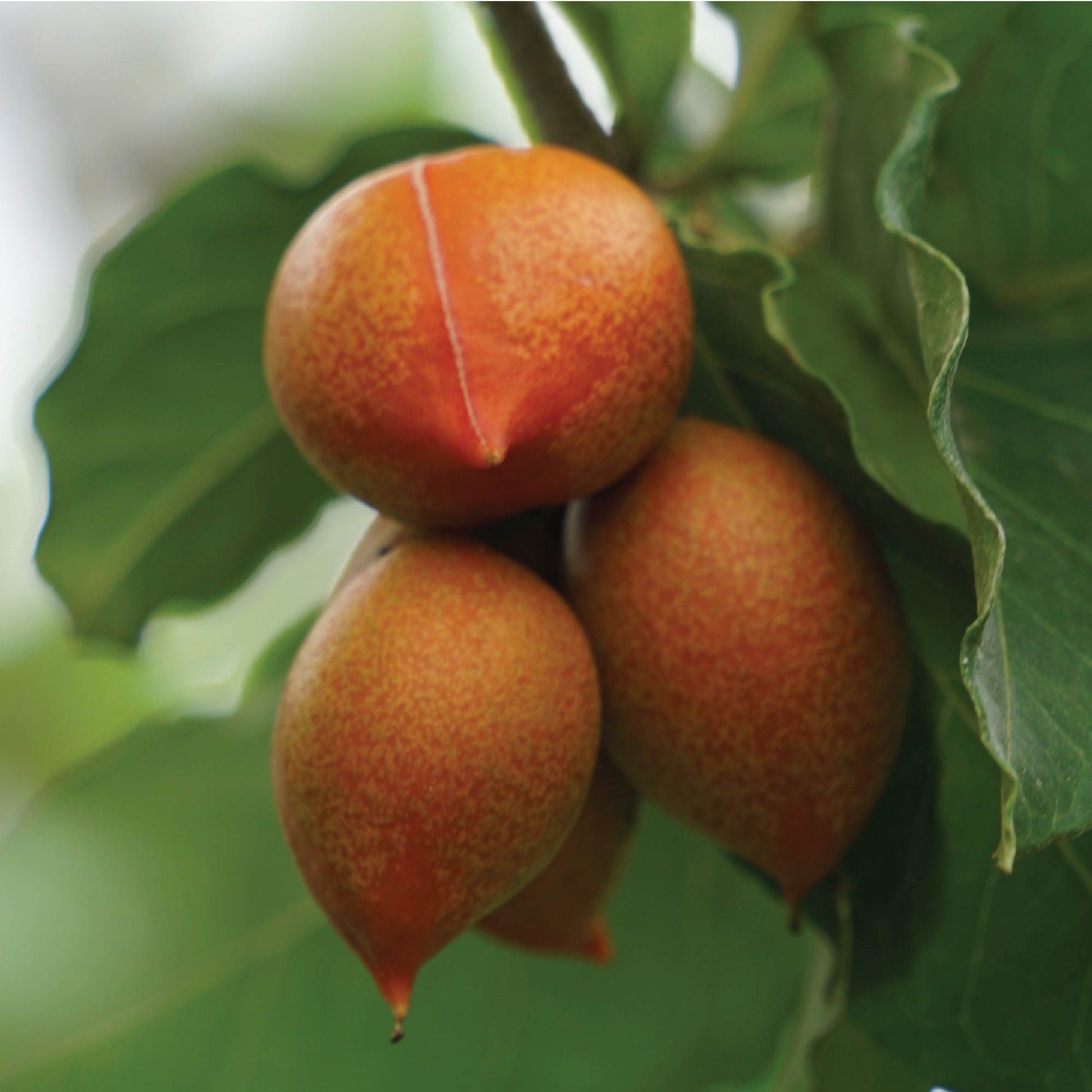 Peanut Butter Fruit Tree in a 3/4 Gallon Pot - Bunchosia argentea (Supreme)