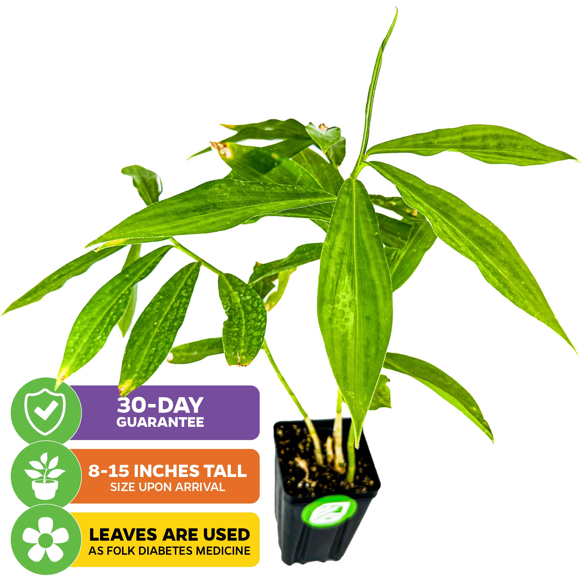 Insulin Plant (Painted Spiral Ginger) - Costus pictus
