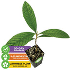 Wellspring Gardens’ Loquat Tree (Eriobotrya japonica) arrives 8–15" tall in a small black pot with soil. Also called Japanese Plum, this fruit tree includes a 30-day guarantee, ensuring quality and authenticity.