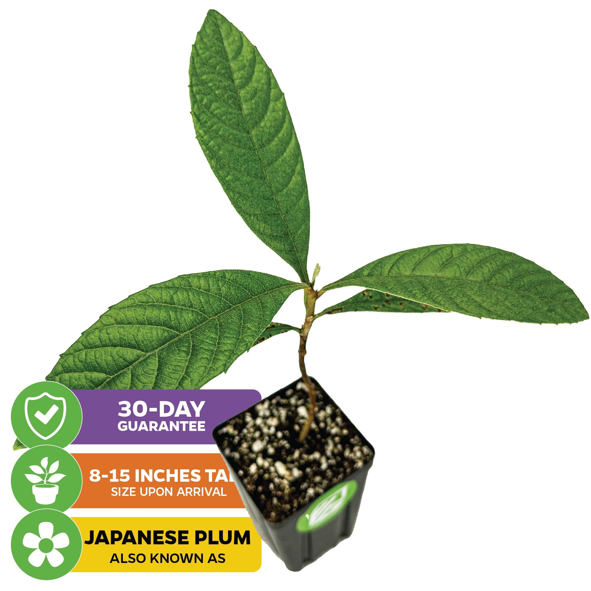 Wellspring Gardens’ Loquat Tree (Eriobotrya japonica) arrives 8–15" tall in a small black pot with soil. Also called Japanese Plum, this fruit tree includes a 30-day guarantee, ensuring quality and authenticity.