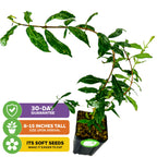 The Parfyanka Pomegranate (Punica granatum) by Wellspring Gardens is a small green semi-dwarf plant in a black nursery pot with soil. Features: 30-Day Guarantee, 3-8" tall upon arrival, and soft seeds for easier eating.