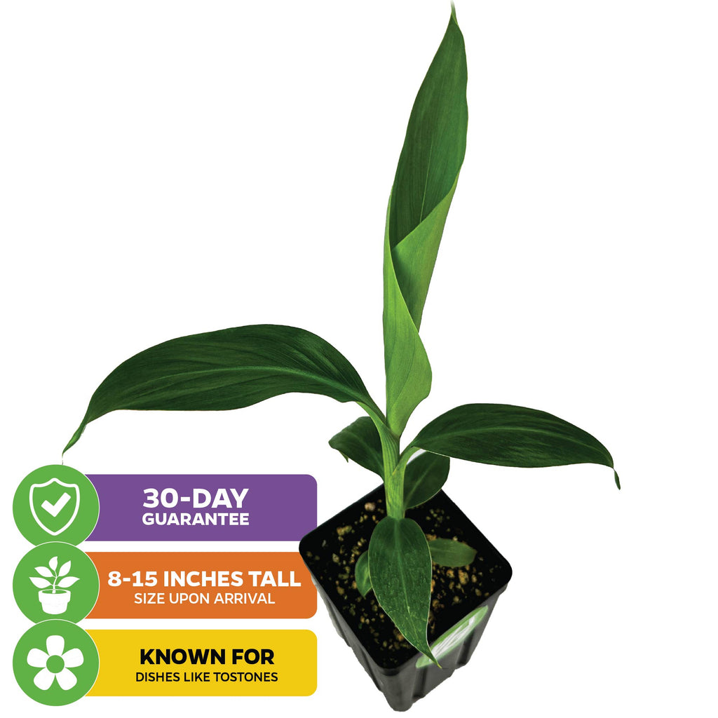 Dwarf Puerto Rican Plantain - Musa