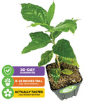 A small green Peanut Butter Fruit Tree - Bunchosia argentea from Wellspring Gardens in a pot with soil and mulch. Labels: "30-day guarantee," "8-15\" tall on arrival," and "Actually tastes like peanut butter.