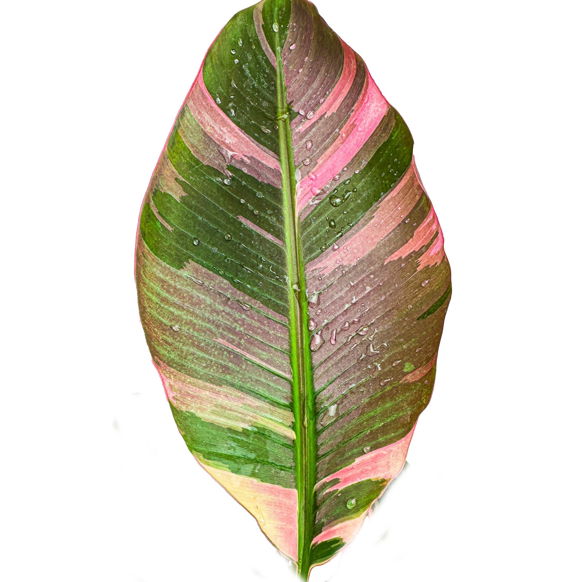 Pink Nono Variegated Banana (Ornamental) - Musa 'Nono' - (1 Gallon Pot)