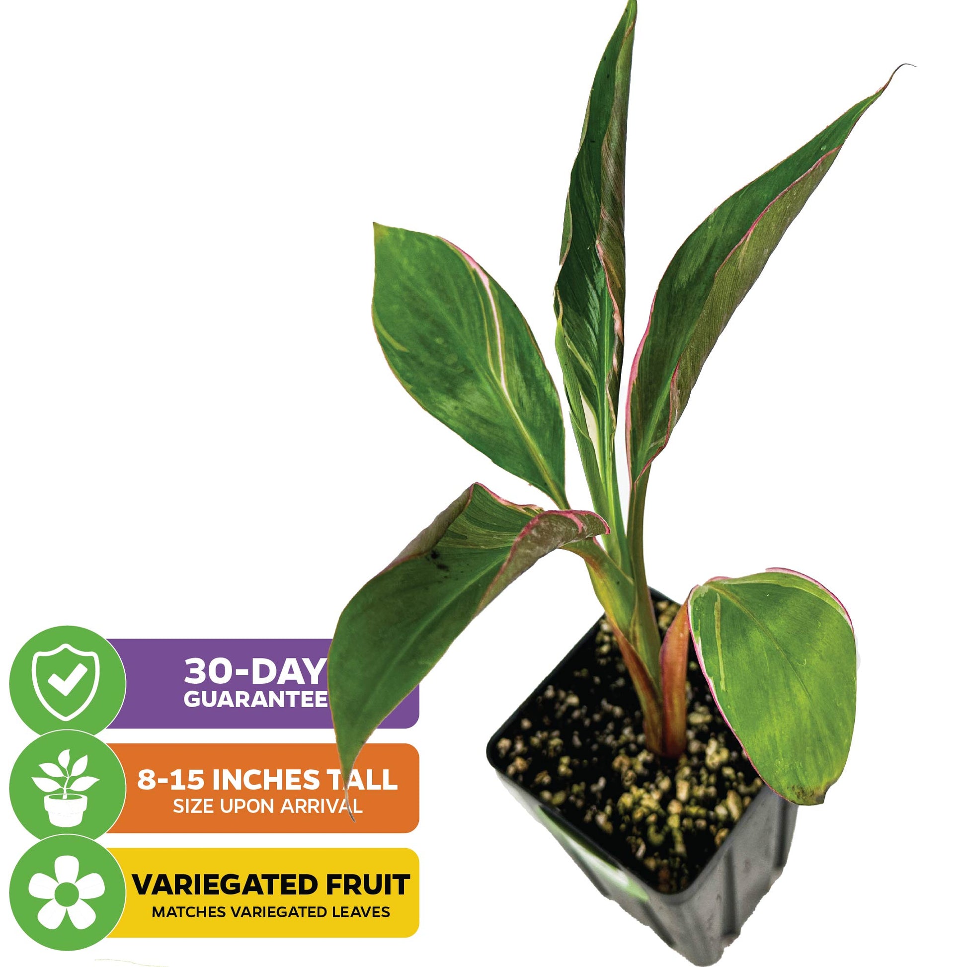 Musa NoNo Pink Variegated Banana - Musa 'Nono'