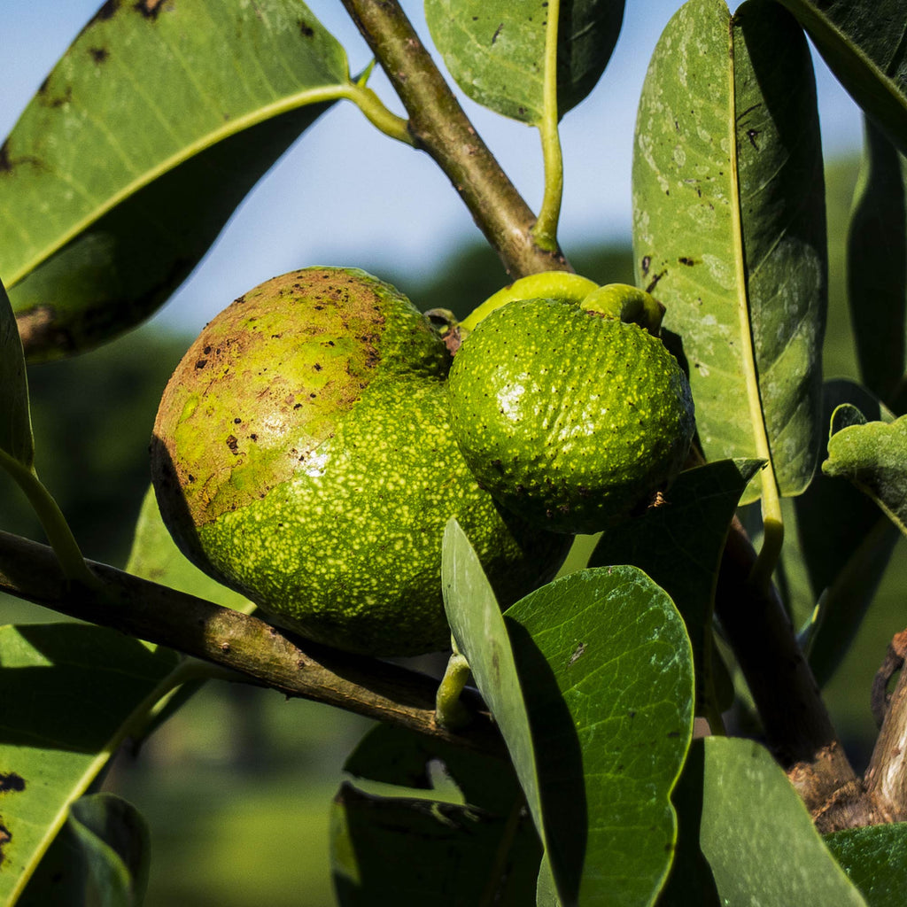 Pond Apple Tree - Annona glabra (3/4 gallon pot)