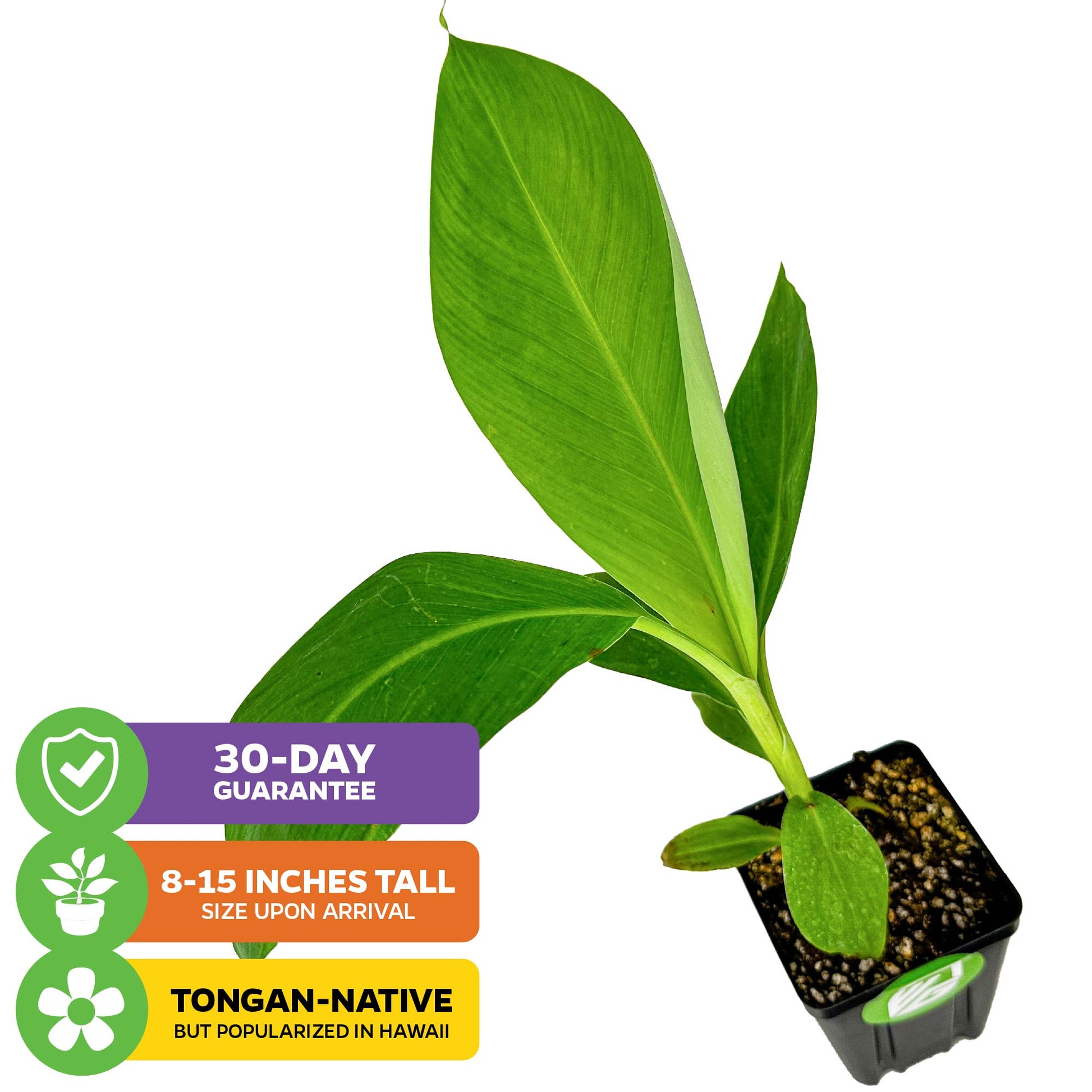 Popoulu Red Trunk Tongan/Hawaiian Popo'ulu Banana - Musa