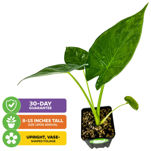 persian palm plant care Wellspring Gardens Calidora Elephant Ear Live Plants in 3 inch Deep Pots, Size: 3-8” tall, Beige