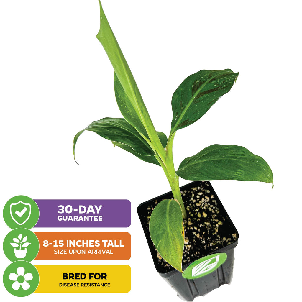 Goldfinger Banana Tree - Musa