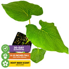 Mexican Pepperleaf (Hoja Santa Root Beer Leaf Plant) - Piper auritum