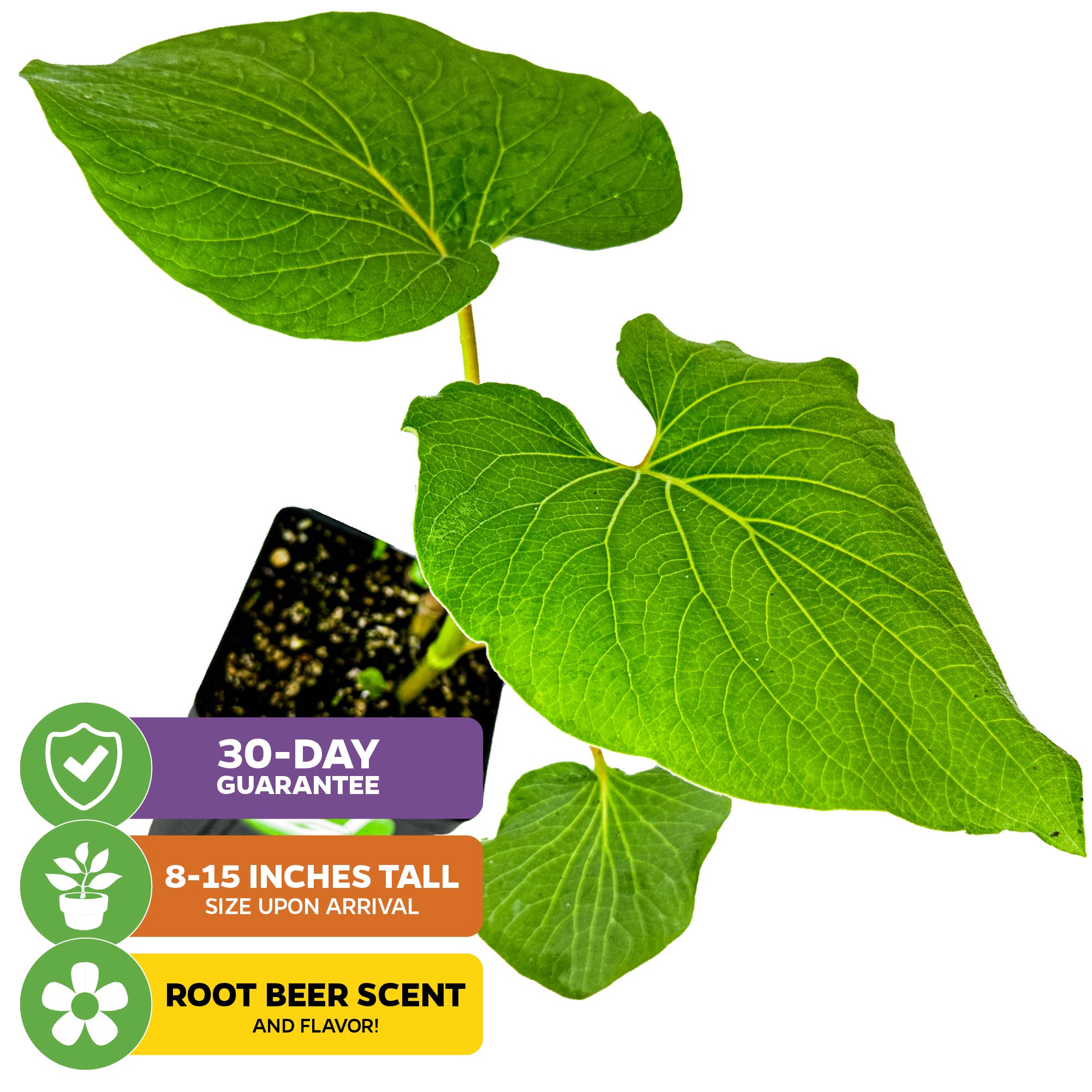 Mexican Pepperleaf (Hoja Santa Root Beer Leaf Plant) - Piper auritum