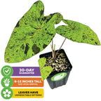 The Mojito Elephant Ear PPAF (Colocasia esculenta) from Wellspring Gardens features large green variegated leaves with dark spots. Three vibrant labels note a 30-day guarantee, 8–15" arrival height, and unique, unpredictable leaf patterns.
