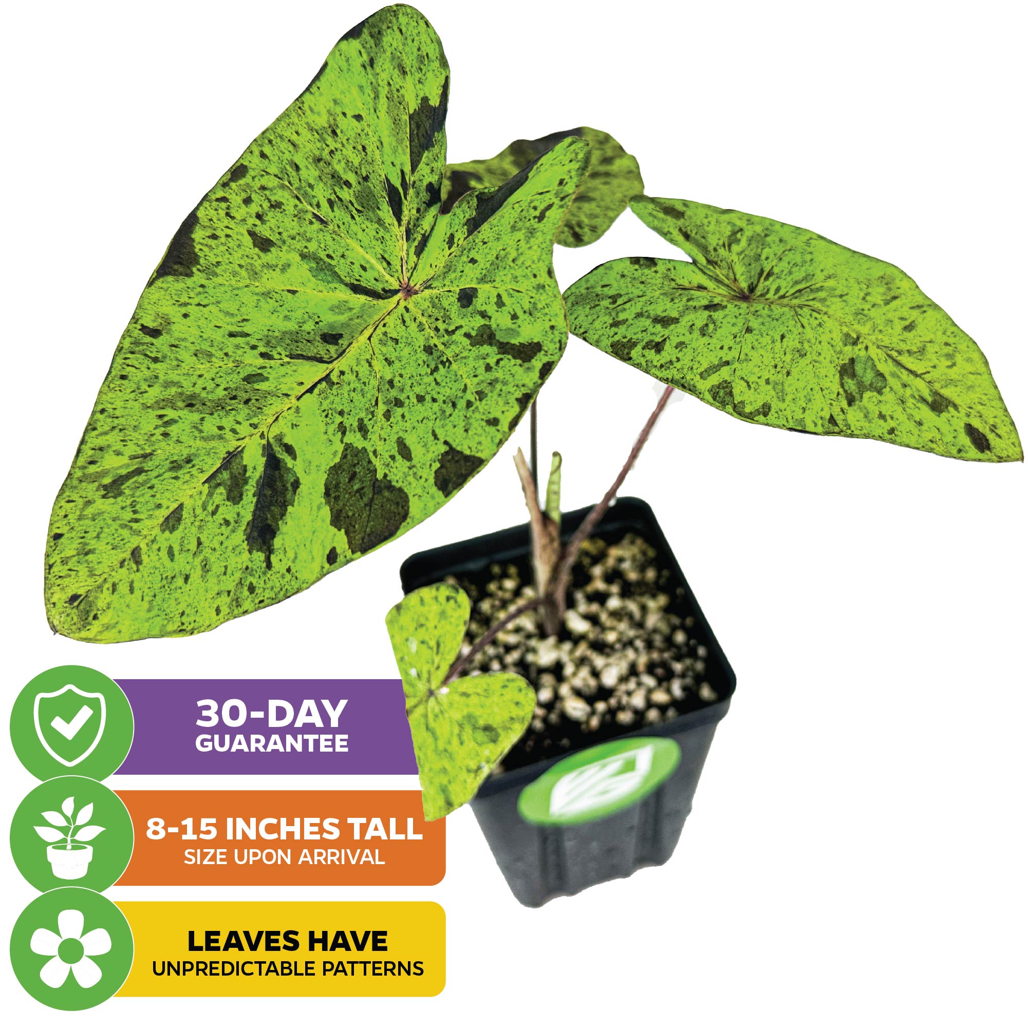 The Mojito Elephant Ear PPAF (Colocasia esculenta) from Wellspring Gardens features large green variegated leaves with dark spots. Three vibrant labels note a 30-day guarantee, 8–15" arrival height, and unique, unpredictable leaf patterns.