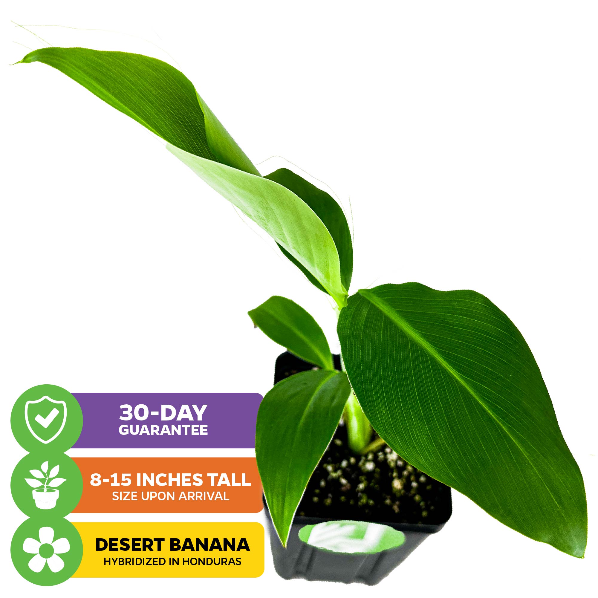 The Mona Lisa Banana - Musa acuminata by Wellspring Gardens is a potted hybrid with broad green leaves, arrives 3-8" tall, has disease-resistant roots from Honduras, and includes a 30-day guarantee.
