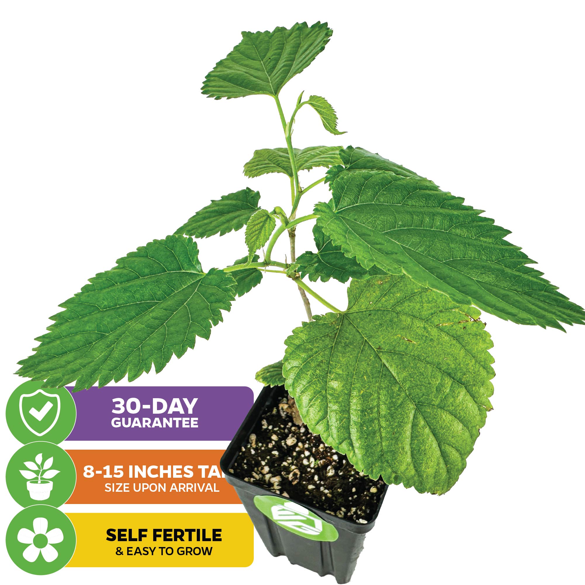 A Pakistan Mulberry (Long Mulberry) Tree - Morus nigra by Wellspring Gardens in a black plastic pot features large, edible leaves. Text icons show a 30-day guarantee, 8–15" arrival size, and highlight its self-fertile, easy-to-grow nature.