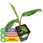 The Wellspring Gardens Cuban Red Dacca Banana (Premium Size) arrives 8-15 inches tall with green and yellow variegated leaves, a 30-day guarantee, and more vitamin C than regular bananas—ideal for any tropical garden.