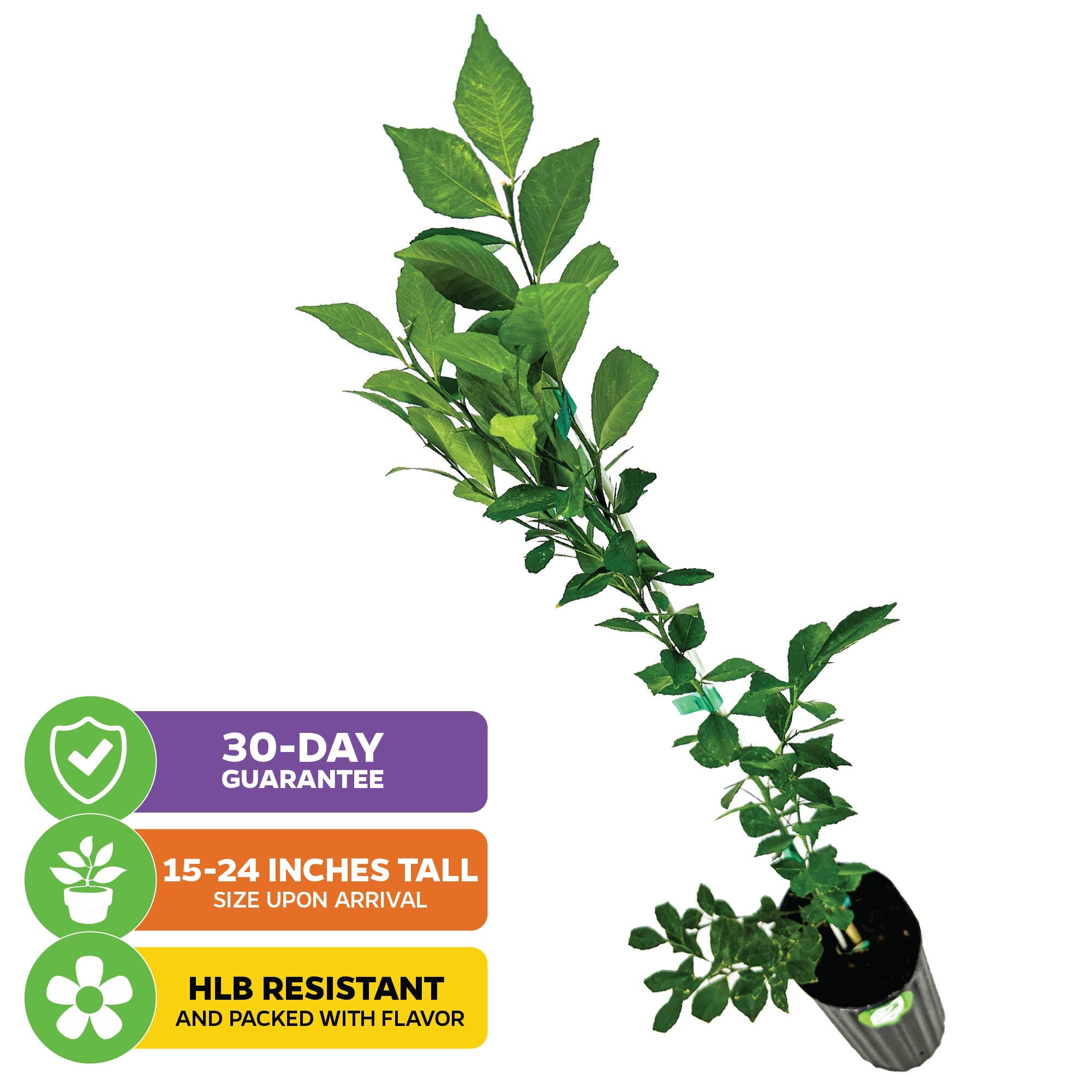 Red Finger Lime Tree - Citrus australasica