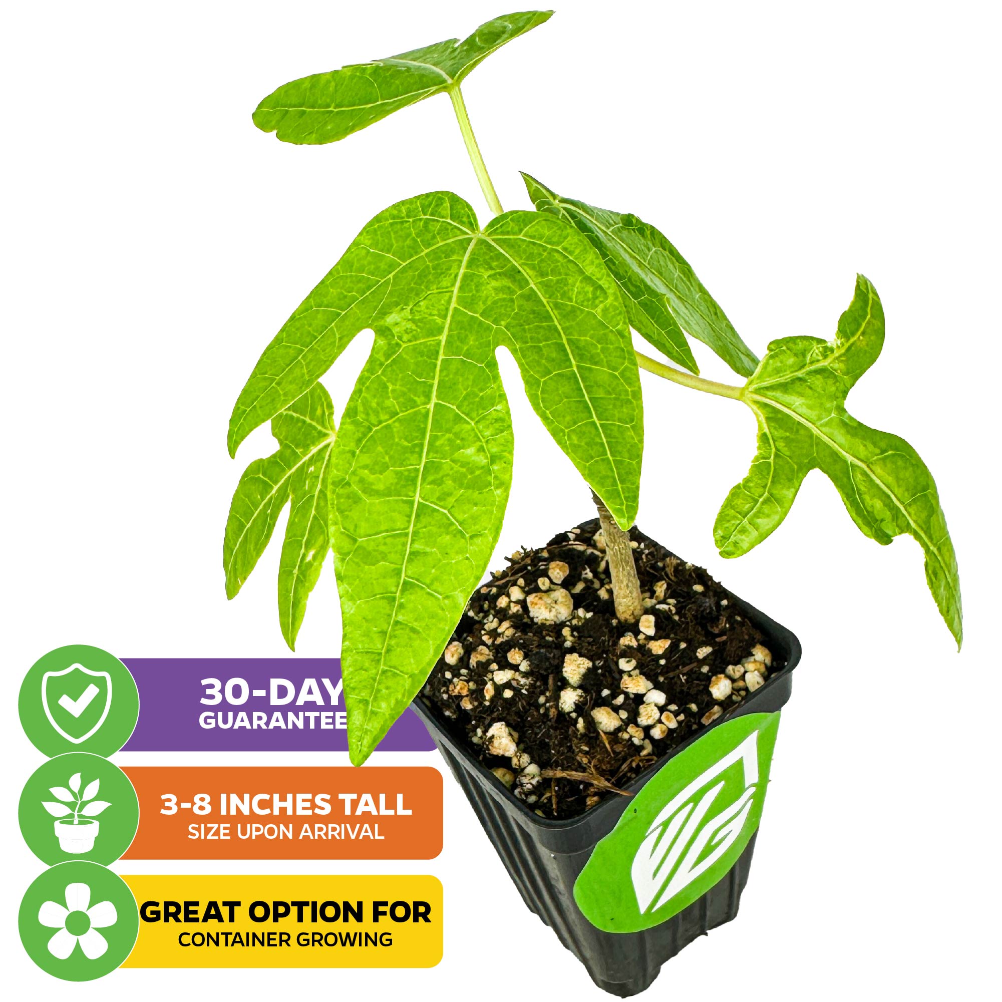 Red Lady Papaya - Carica papaya – Wellspring Gardens