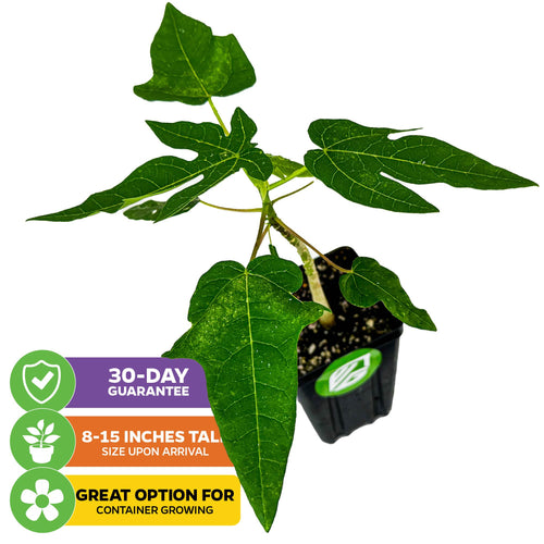 papaya plant in pot Red Lady Papaya (Premium size)