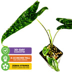 Reticulata Elephant Ear - Alocasia zebrina