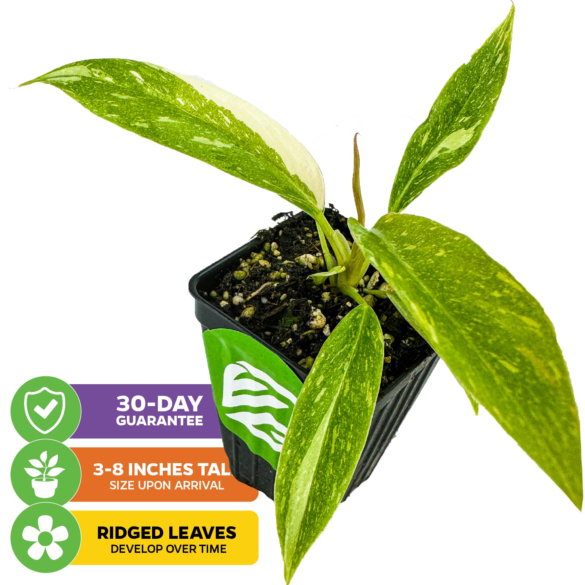 philodendron ring of fire stable variegation Philodendron 'Ring of Fire' Variegated