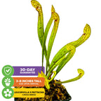A cluster of bright green Scarlet Belle Carnivorous Pitcher Plants (Sarracenia) by Wellspring Gardens with yellow and red-veined hoods, shown on white. Icons: 30-day guarantee, 3–8" on arrival, Leucophylla x Psittacina cross breed.