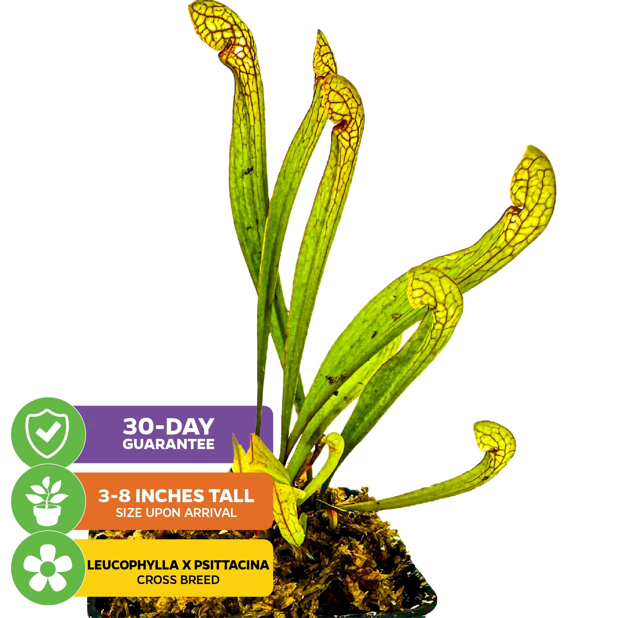 A cluster of bright green Scarlet Belle Carnivorous Pitcher Plants (Sarracenia) by Wellspring Gardens with yellow and red-veined hoods, shown on white. Icons: 30-day guarantee, 3–8" on arrival, Leucophylla x Psittacina cross breed.