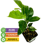 A Wellspring Gardens Soursop 'Guanabana' Tree (Annona muricata) arrives 8–15" tall in a small black pot, backed by a 30-day guarantee; famed in traditional medicine for its anti-carcinogenic benefits.