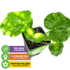A potted Spotted Leopard Plant (Farfugium japonicum 'Aureomaculata') by Wellspring Gardens features large, green spotted leaves. Below are icons for a 30-day guarantee, 3-8" arrival height, and shade-loving spotted foliage.