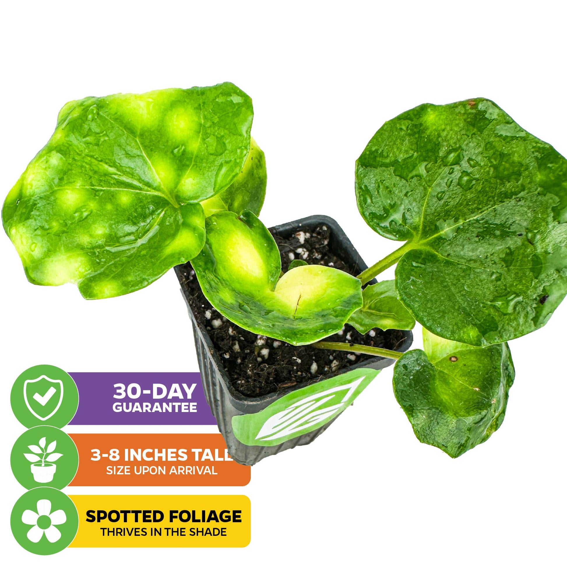 Spotted Leopard Plant (Tractor Seat Plant) - Farfugium japonicum 'Aureomaculata'