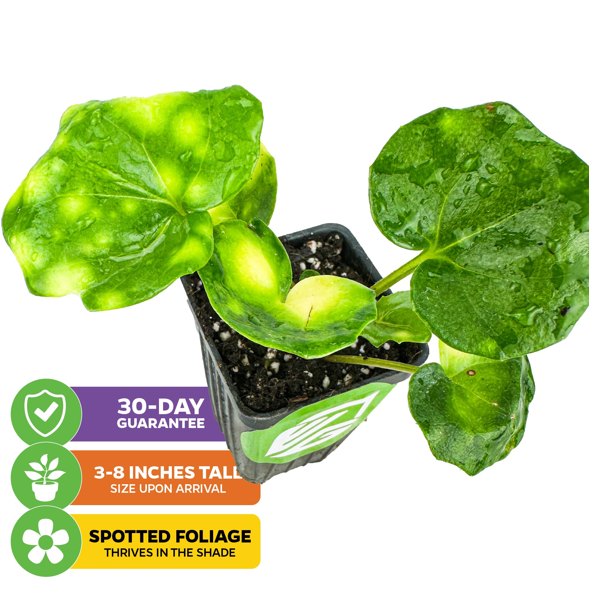 Spotted Leopard Plant (Tractor Seat Plant) - Farfugium japonicum 'Aureomaculata'