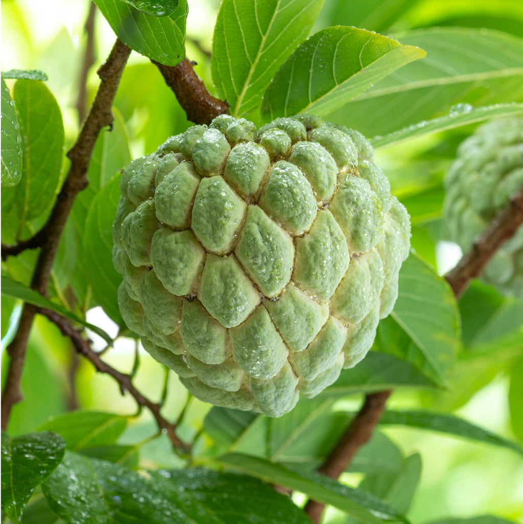 Sugar Apple 'Sweetsop' Tree - Annona squamosa (1-gallon pot)
