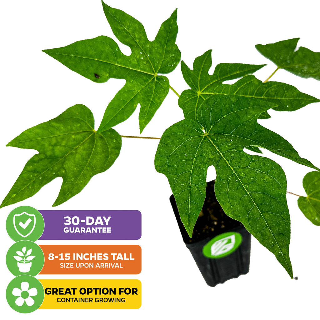 TR Hovey Dwarf Papaya (Premium size) - Carica papaya