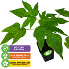 The TR Hovey Dwarf Papaya (Premium size) by Wellspring Gardens arrives 8-15" tall in a black container. Self-fertile and easy to grow indoors or outdoors, with large lobed leaves. Container-friendly; comes with a 30-day guarantee.